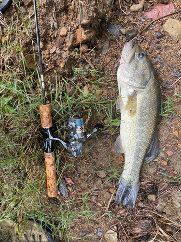 ブラックバスの釣果