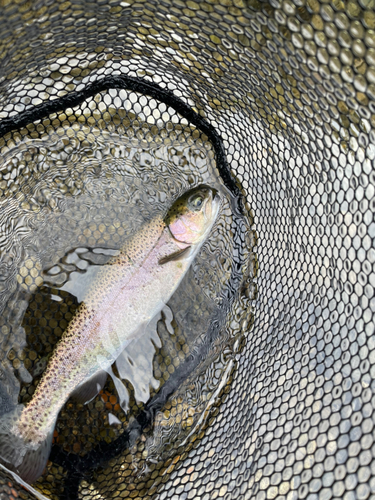 ニジマスの釣果