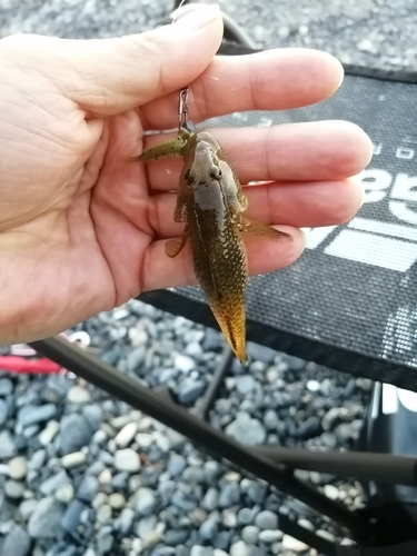 ハゼの釣果