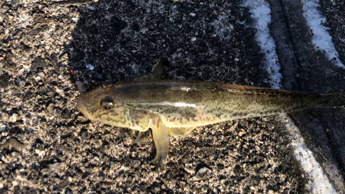 マハゼの釣果