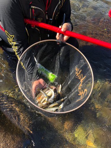 アユの釣果