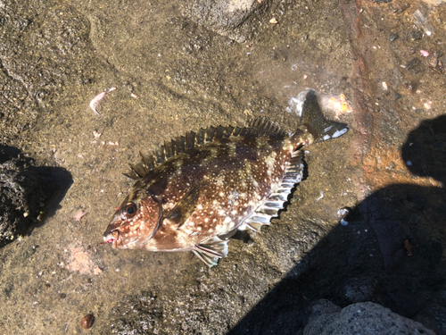 メジナの釣果