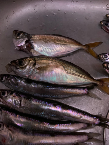 アジの釣果