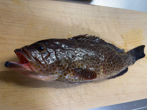 オオモンハタの釣果