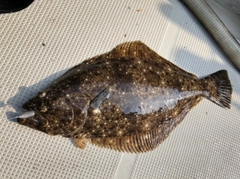 ヒラメの釣果