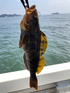 アイナメの釣果