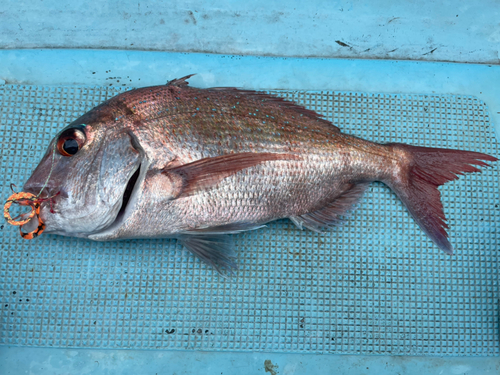 マダイの釣果