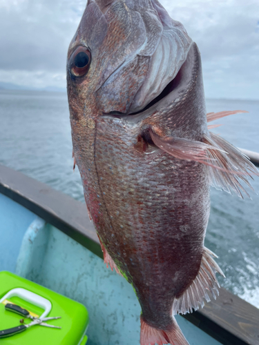 マダイの釣果