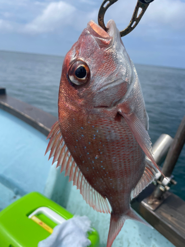 マダイの釣果