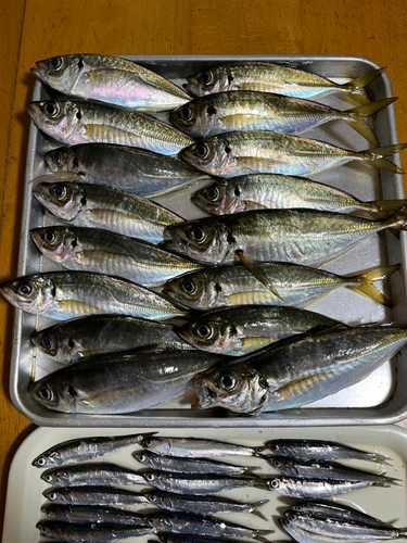 マアジの釣果