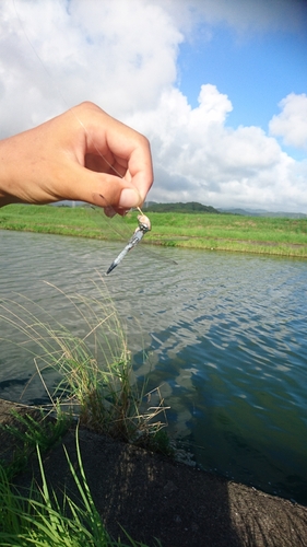 釣果