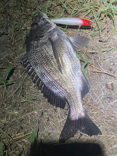 クロダイの釣果