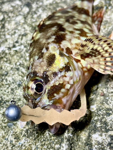 カサゴの釣果