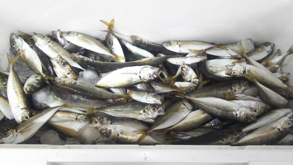 たいちゃんパパさんの釣果 2枚目の画像