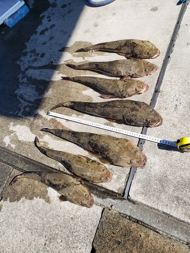 マゴチの釣果