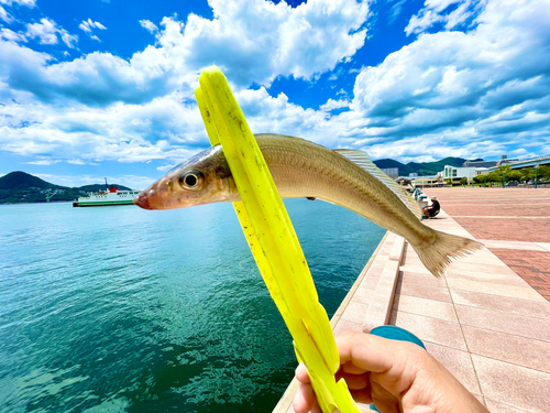 キスの釣果