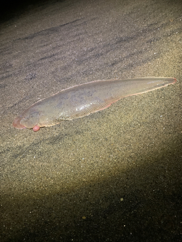 シタビラメの釣果