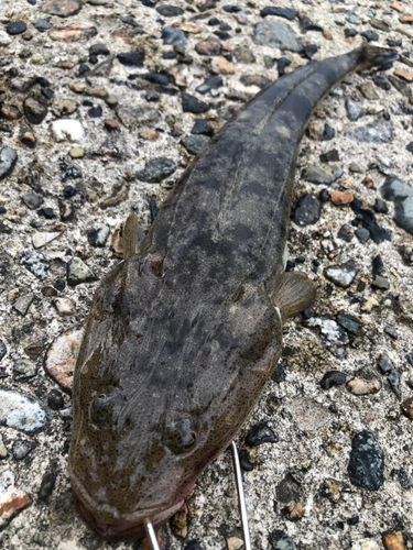 マゴチの釣果