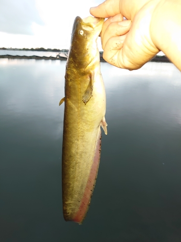 ナマズの釣果