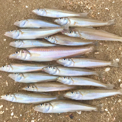 キスの釣果