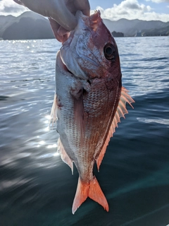 マダイの釣果