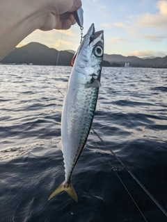 サバの釣果