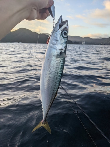 サバの釣果