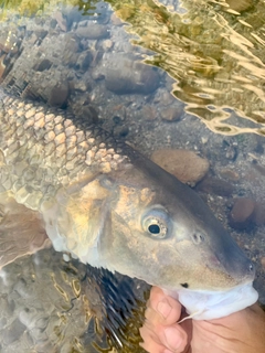 ニゴイの釣果