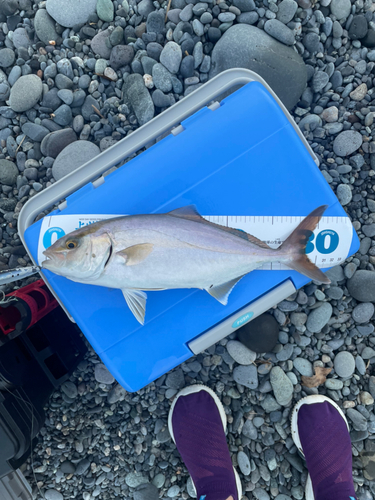 ショゴの釣果