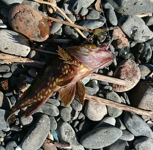 アラカブの釣果