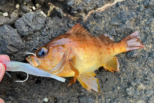 メバルの釣果