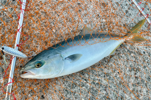 ワカシの釣果