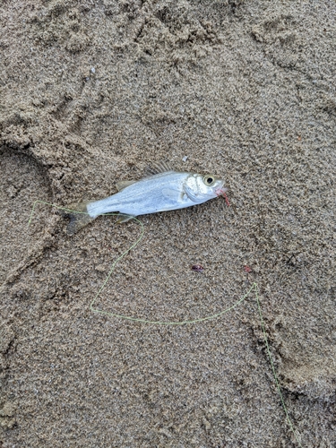 セイゴ（ヒラスズキ）の釣果