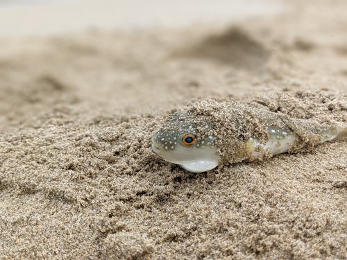 クサフグの釣果