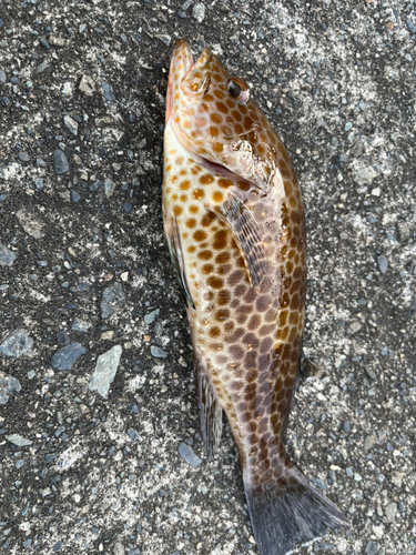 オオモンハタの釣果