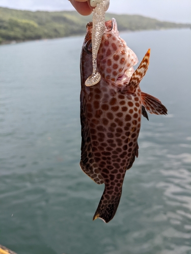 オオモンハタの釣果