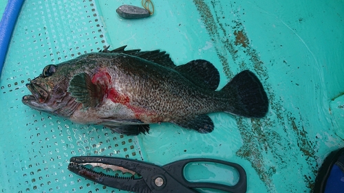 クロソイの釣果