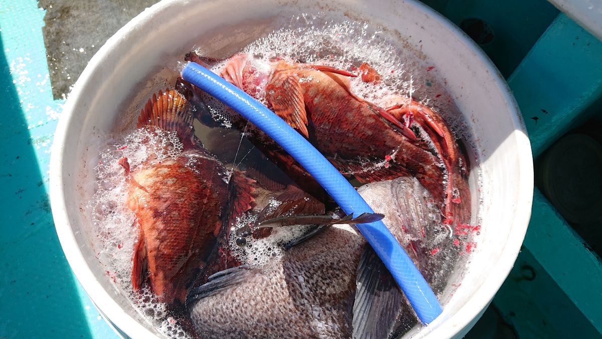 釣りバカじいさんさんの釣果 2枚目の画像