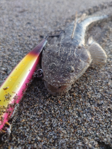 マゴチの釣果