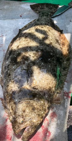 ヒラメの釣果