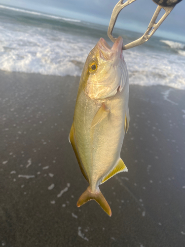 ショゴの釣果