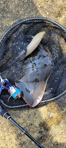 ツバクロエイの釣果