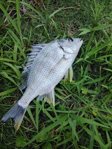 キビレの釣果