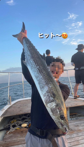 サワラの釣果