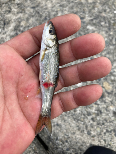 ウグイの釣果