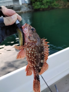 カサゴの釣果