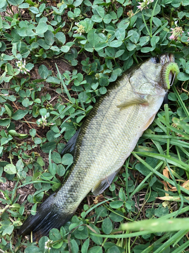 ブラックバスの釣果