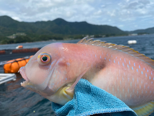 イラの釣果