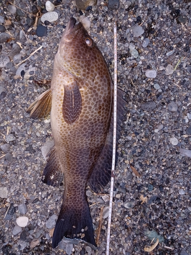 オオモンハタの釣果