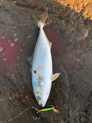 ワカシの釣果